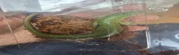 Skink reptiles for sale: Male Emerald tree skink in Warlingham - Advert 2