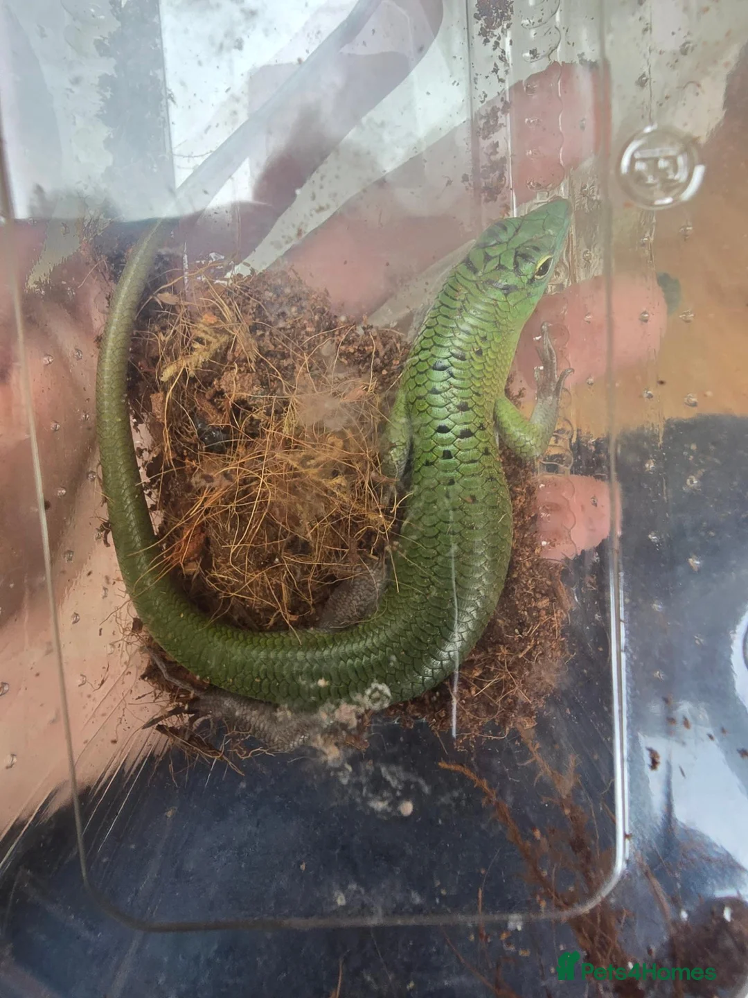 Skink reptiles for sale: Male Emerald tree skink in Warlingham - Advert 2
