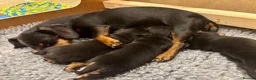 Miniature Dachshund dogs for sale: Beautiful Miniature Dachshunds - 2 boys left - Advert 20
