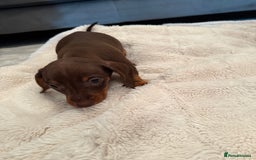 Miniature Dachshund dogs for sale: Miniature dachshund puppy brown boy ready to leave - Image 5
