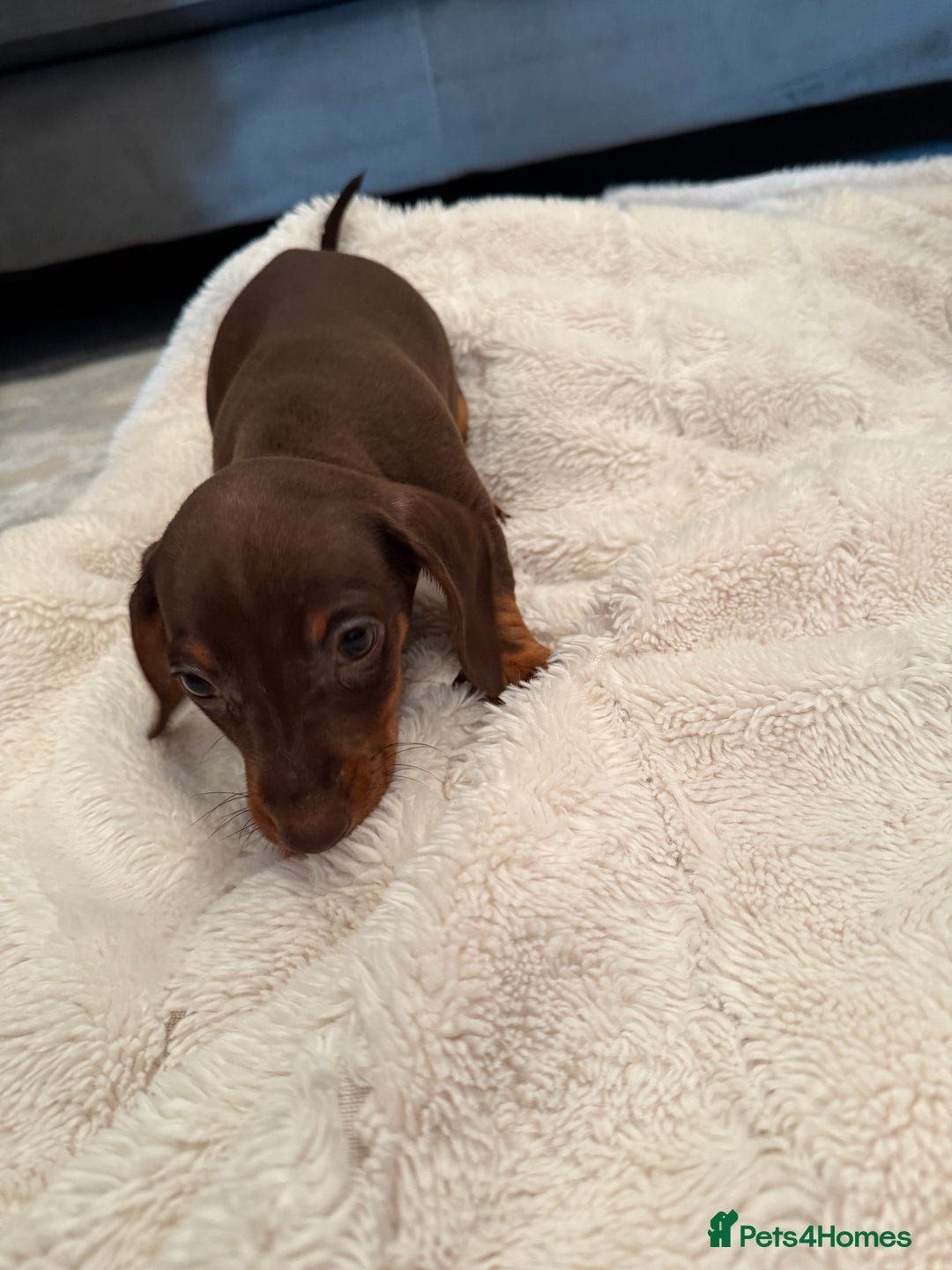 Miniature Dachshund dogs for sale: Miniature dachshund puppy brown boy ready to leave - Image 5