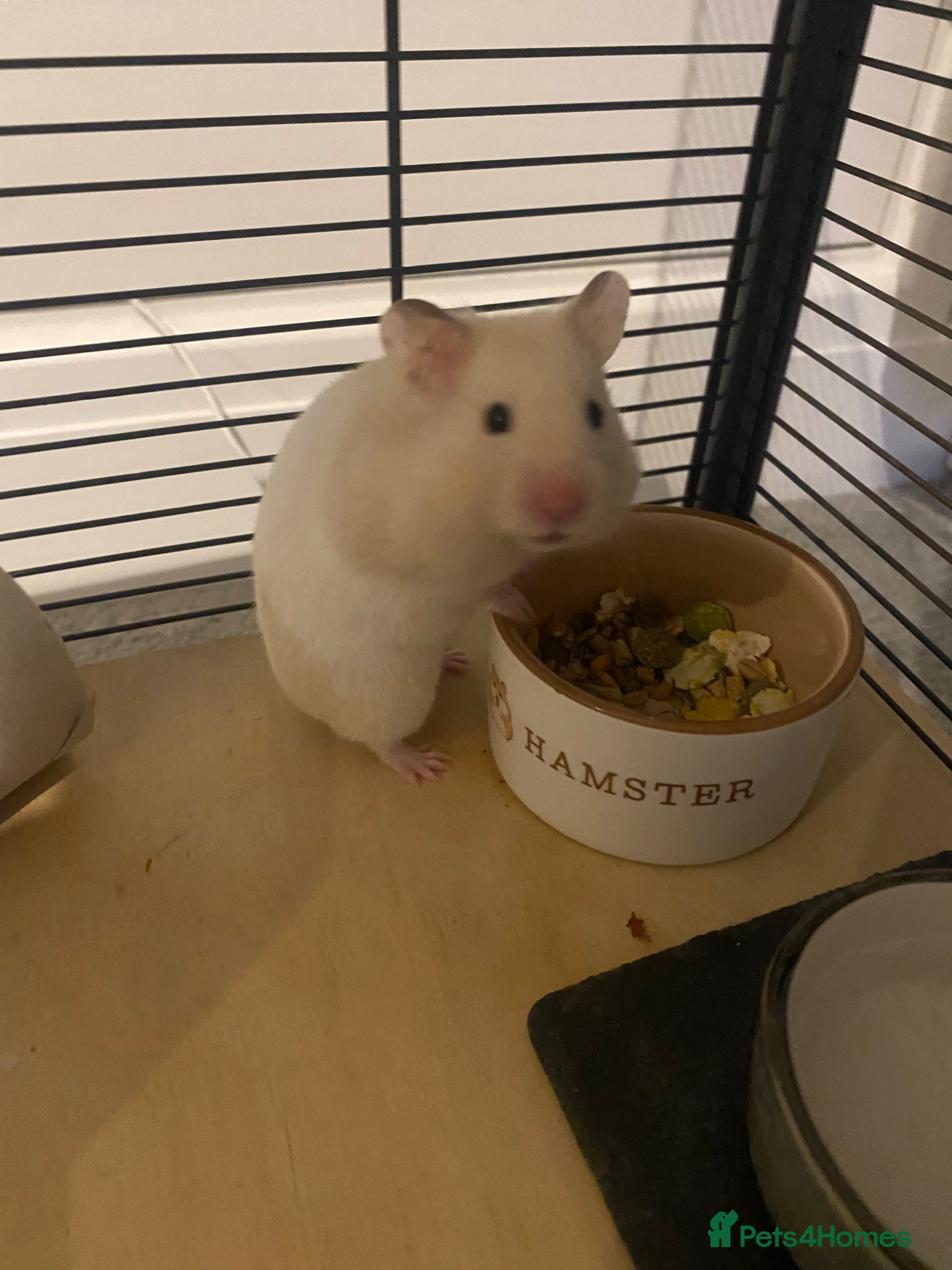 Hamster rodents for sale: Syrian Hamster  - Advert 4