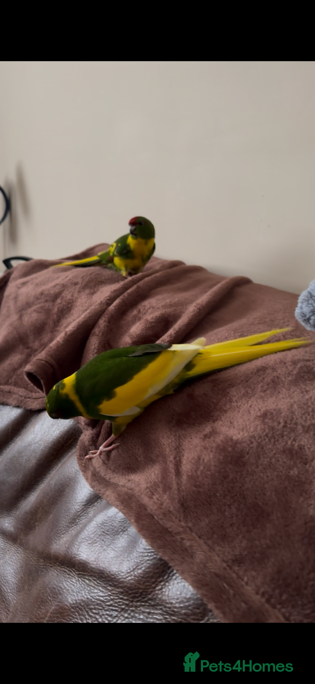 Parakeets birds for sale: STUNNING BONDED PAIR OF KAKARIKIS  - Advert 1