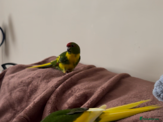 Parakeets birds STUNNING BONDED PAIR OF KAKARIKIS - Advert 10