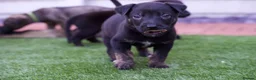 Mixed Breed dogs for sale: German sheppard X staffie cross puppies  - Advert 7