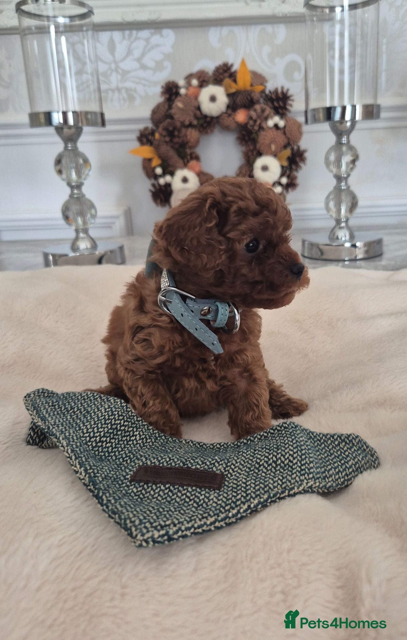 Cavapoo dogs F1B HEALTH TESTED CAVAPOO PUPPIES  - Advert 4