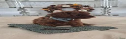Cavapoo dogs for sale: F1B HEALTH TESTED CAVAPOO PUPPIES  - Advert 14