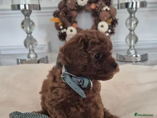 Cavapoo dogs F1B HEALTH TESTED CAVAPOO PUPPIES - Advert 4