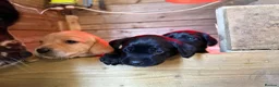 Springador dogs for sale: Spaniel x Labrador puppies  - Advert 20