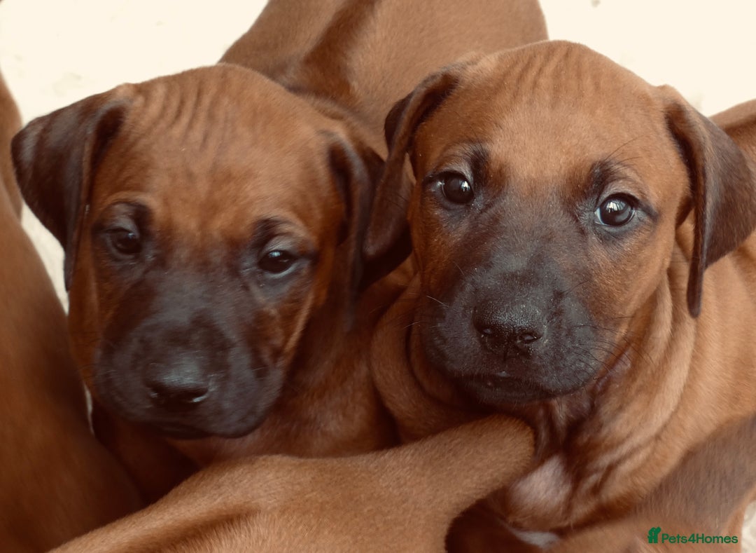 Rhodesian Ridgeback dogs for sale: Rhodesian Ridgeback Puppies KC reg - Image 18