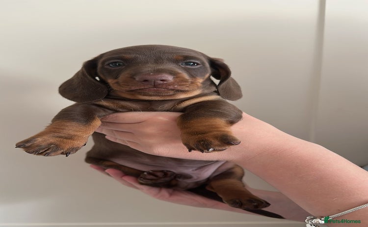 Miniature Dachshund dogs - Advert 1