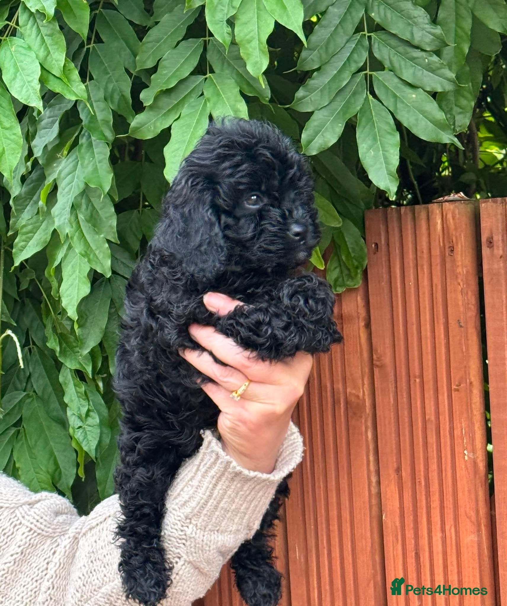 Cavapoo dogs Ready now, F1 Cavapoos, health tested   - Advert 2