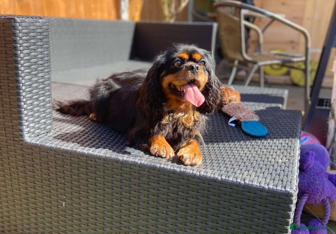 Cavapoo dogs for sale: RARE H/TESTED RED PHANTOM CARRIER F1 TOY CAVAPOOS - Advert 2