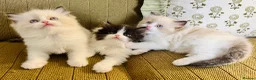 Ragdoll cats for sale: Ragdoll x Persian Kittens - Advert 3