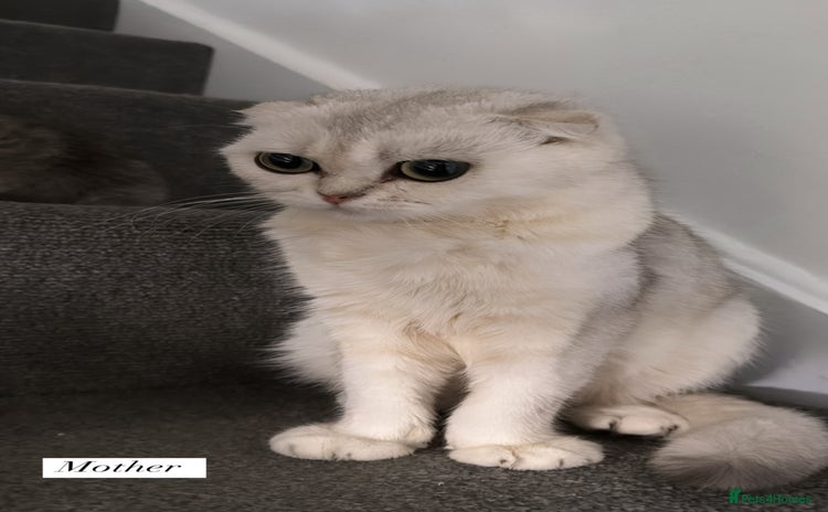 Scottish Fold cats - Advert 14