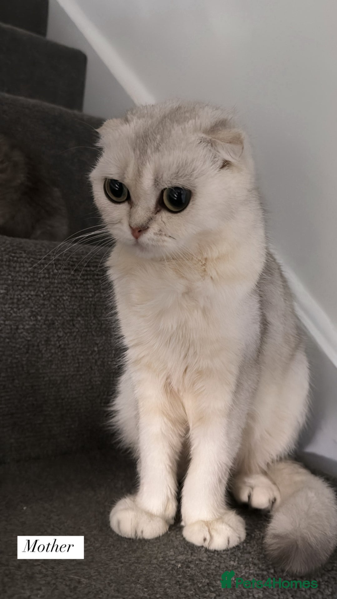 Scottish Fold cats for sale: Scottish fold X Bengal - Image 1