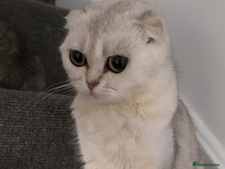 Scottish Fold cats - Advert 4