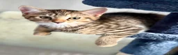 Bengal cats for sale: Beautiful kittens 🐈‍⬛  - Advert 4