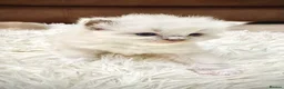 Ragdoll cats for sale: GCCF registered Ragdoll kittens - Advert 13