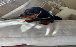 Miniature Dachshund dogs for sale: Miniature dachshunds - Image 3