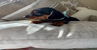 Miniature Dachshund dogs - Advert 13