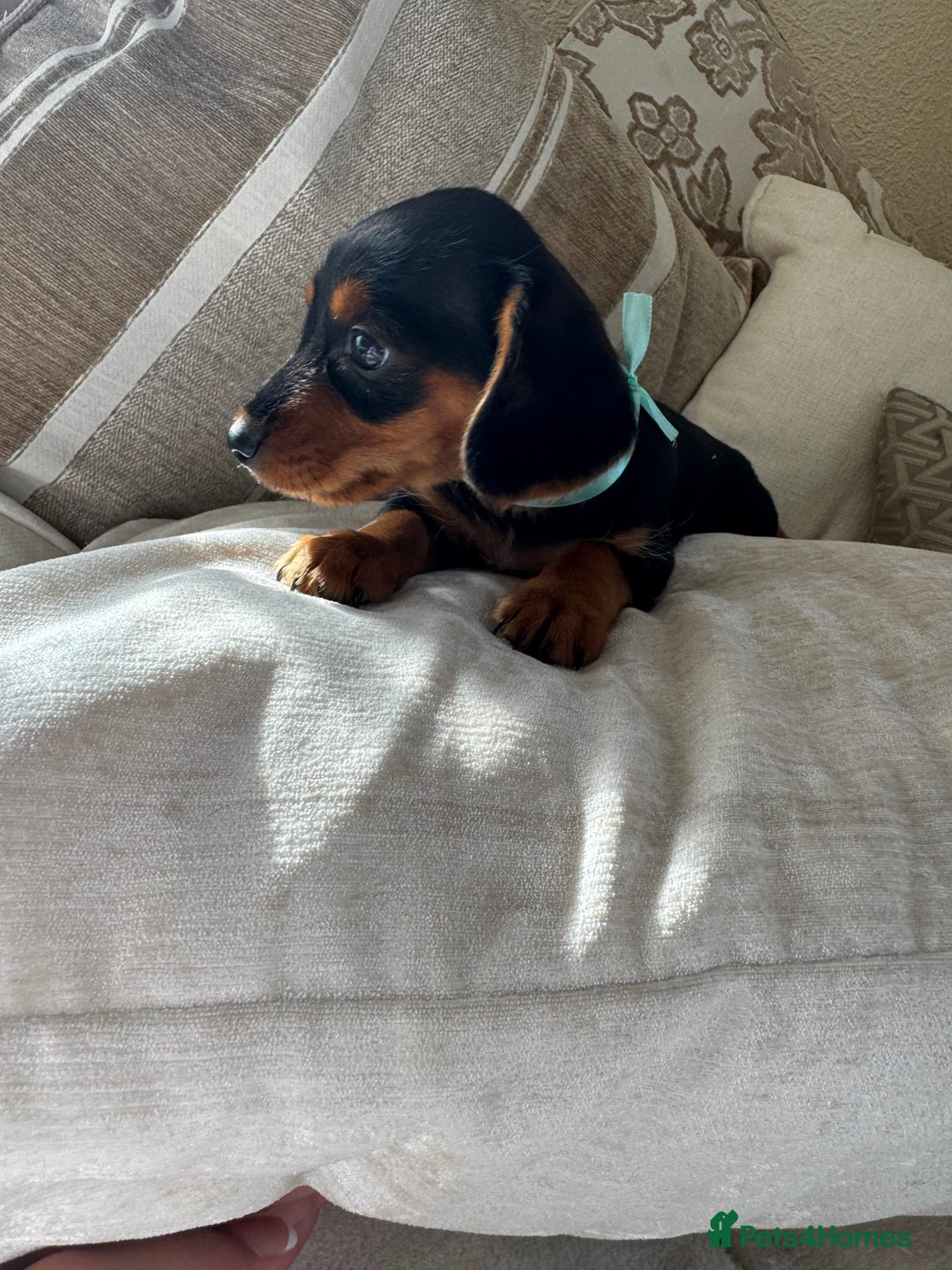 Miniature Dachshund dogs for sale: Miniature dachshunds - Image 3