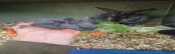 Rex rabbits for sale: Blue opal standard rex rabbits  - Advert 11