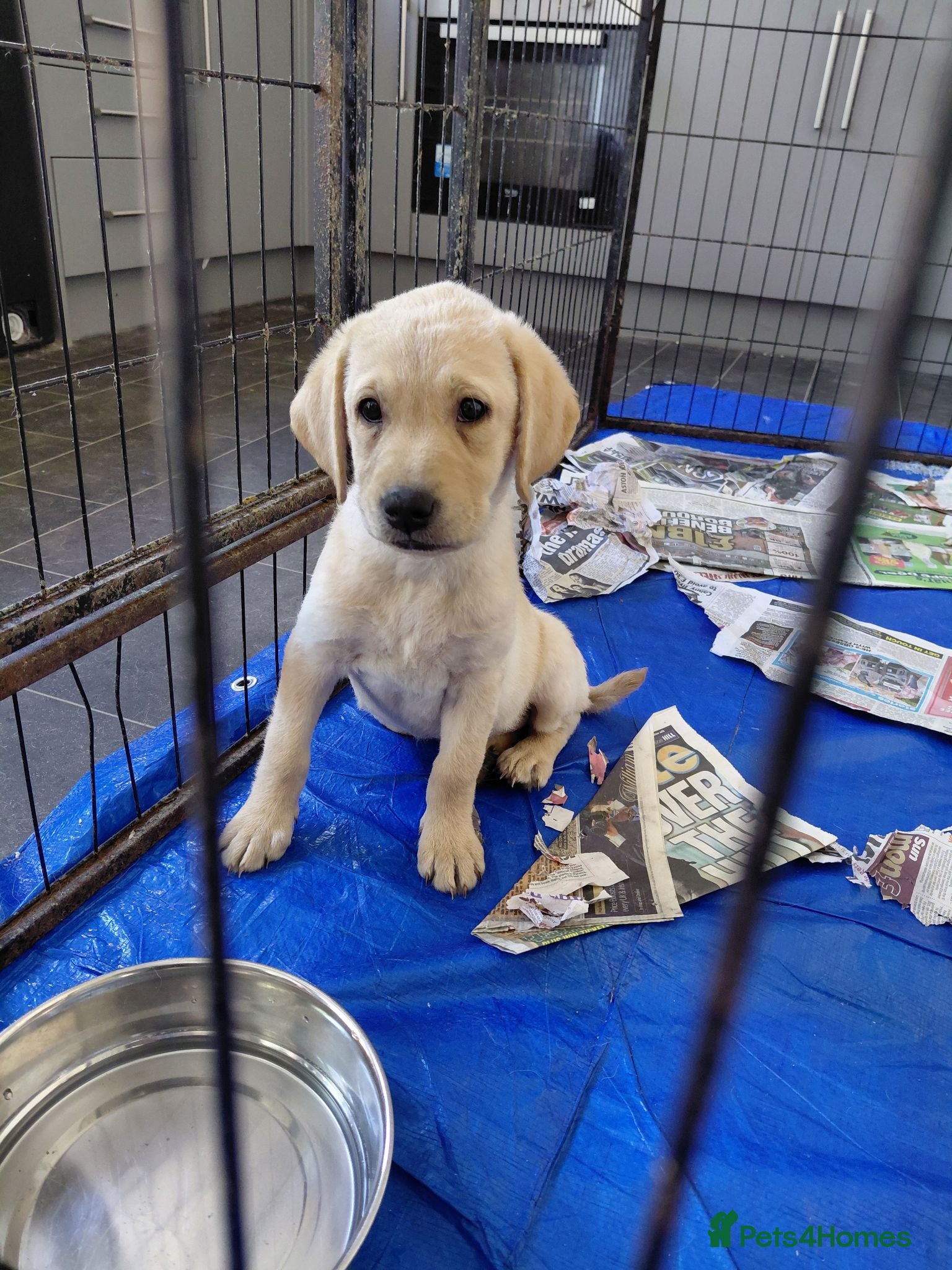 Labrador Retriever dogs LAST GIRL AVAILABLE READY TO LEAVE  - Advert 1