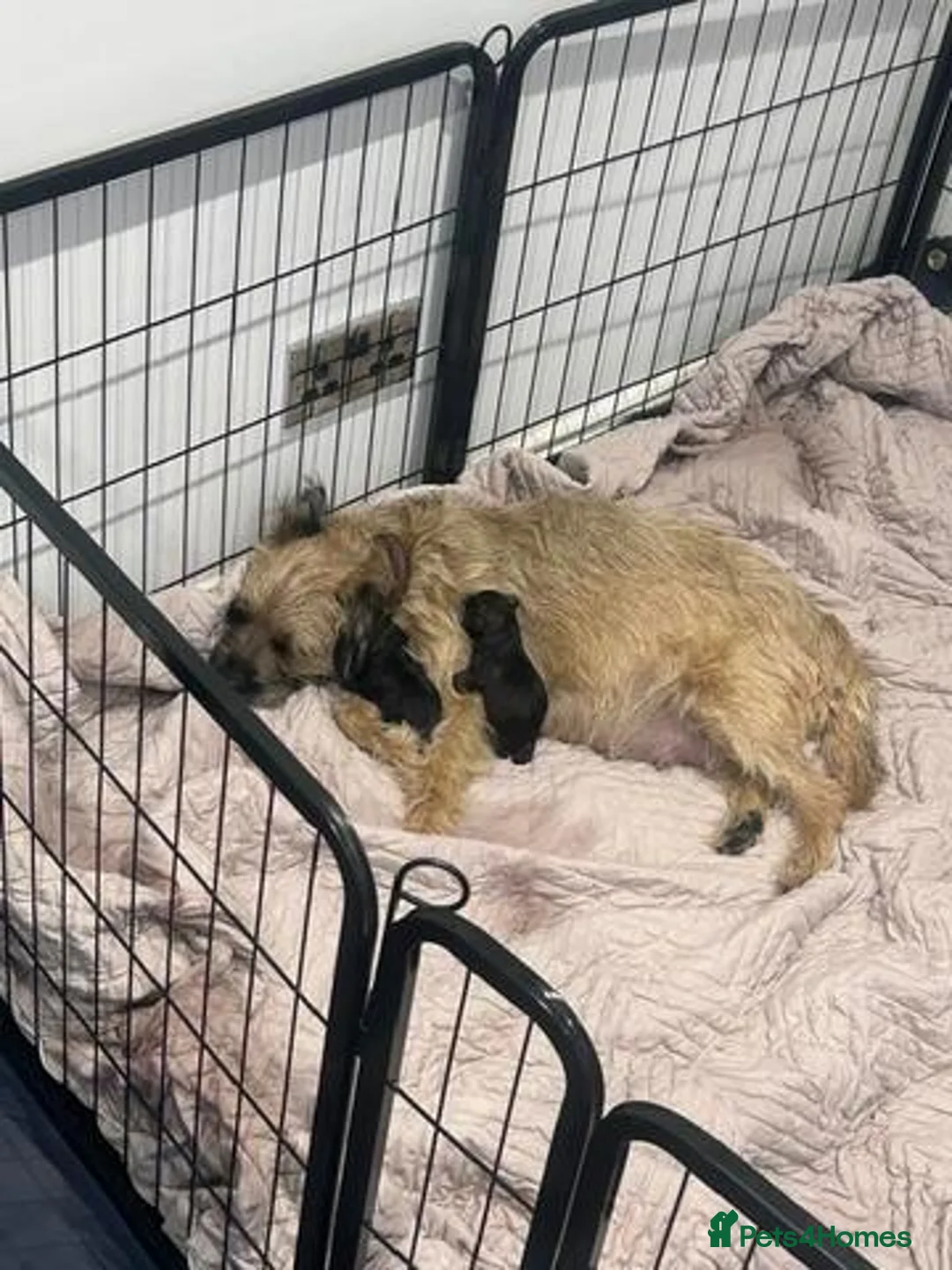Border Terrier dogs for sale: Dams name Nell, Sires name Brad in Dunfermline - Advert 8