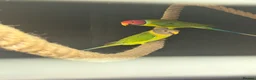Parakeets birds for sale: Proven pair of plum headed parakeets - Advert 4