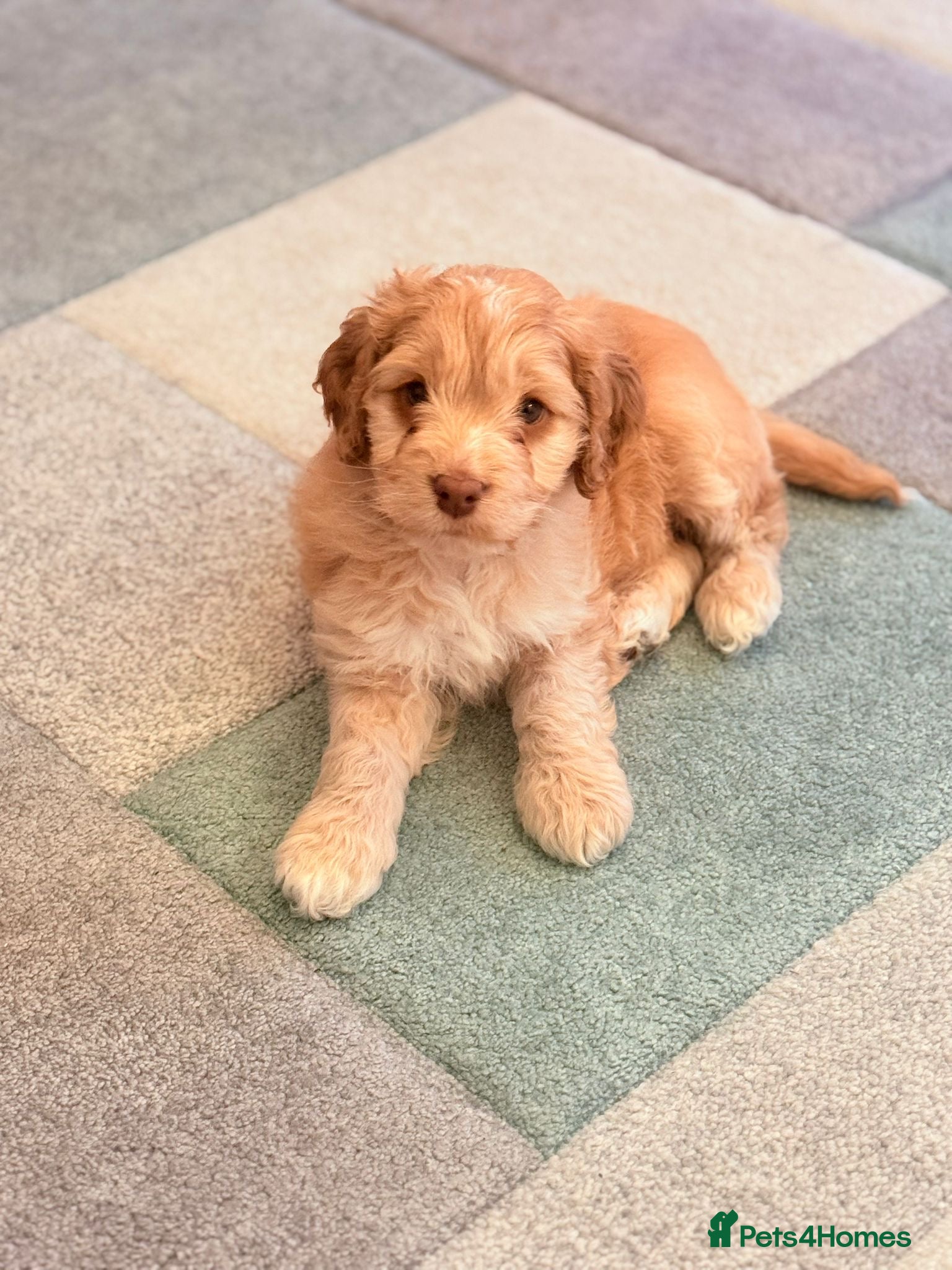 Cockapoo dogs F1 show type Cockapoo boy . Health tested parents - Advert 12