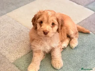 Cockapoo dogs F1 show type Cockapoo boy . Health tested parents - Advert 13