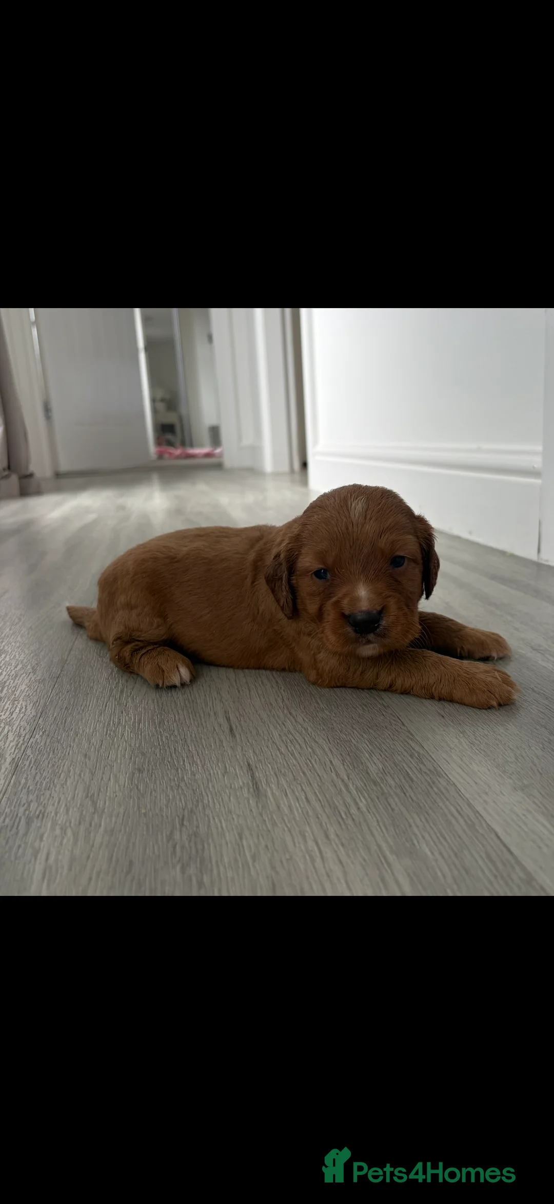 Cocker Spaniel dogs for sale: 4 beautiful cocker spaniel puppies for sale❤️🏡🤩 - Advert 11