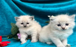 Siberian cats for sale: 🩵🩵Stunning Siberian Neva Masquerade Babies🩵🩵 - Image 9
