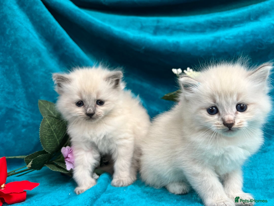 Siberian cats for sale: 🩵🩵Stunning Siberian Neva Masquerade Babies🩵🩵 - Image 9