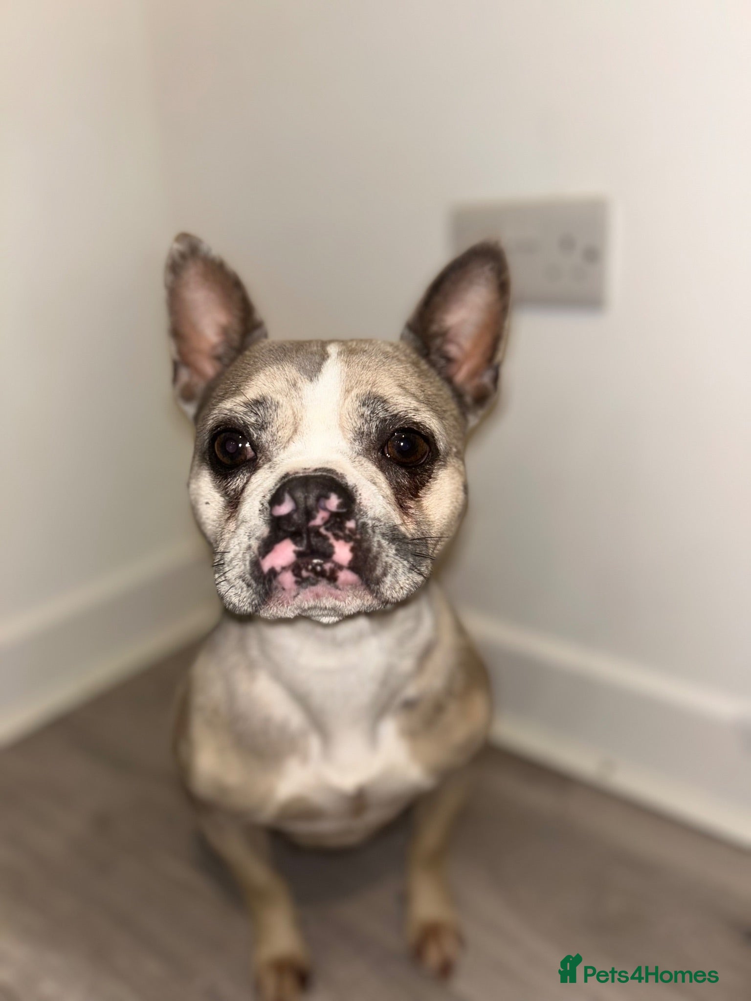 French Bulldog dogs Beau  - Advert 14