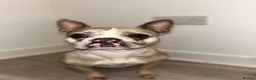 French Bulldog dogs for sale: Beau  - Advert 1