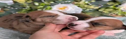 Mixed Breed dogs for sale: 3/4 Jack Russell puppies ❤️🐶 - Advert 5