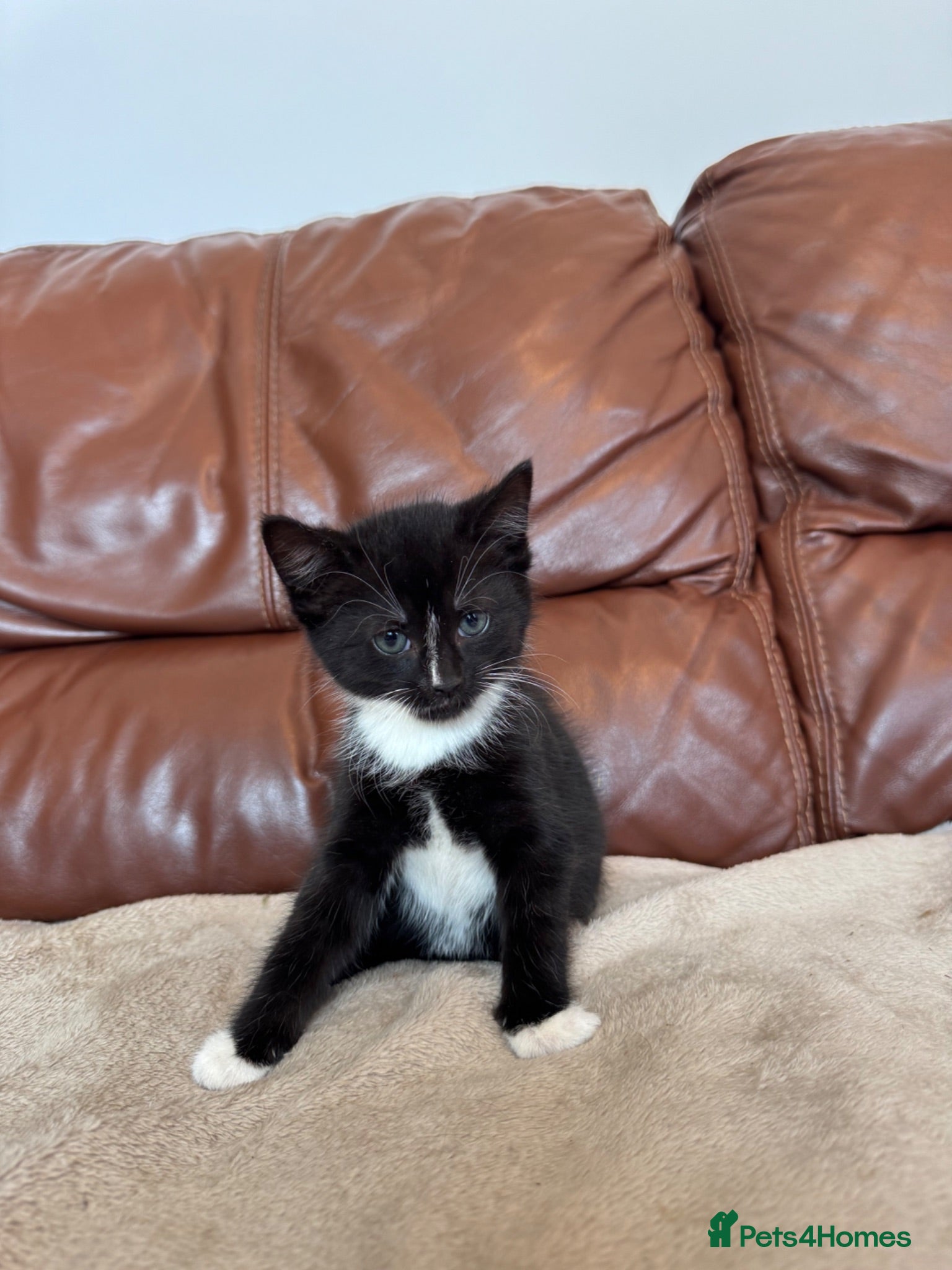 Mixed Breed cats 1 black and white boy left  - Advert 1