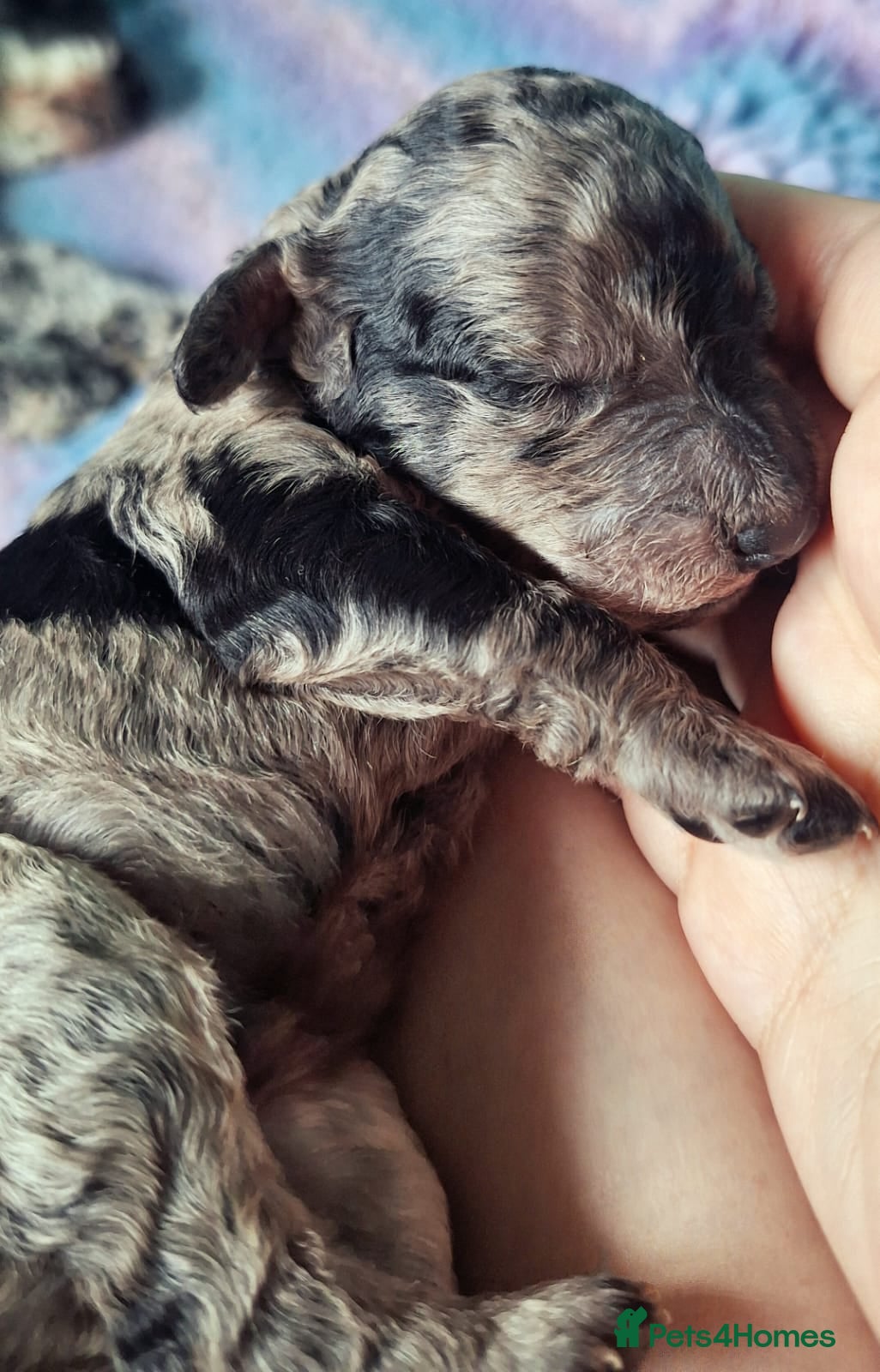 Labradoodle dogs Exceptional F7 Labradoodle puppies  - Advert 7