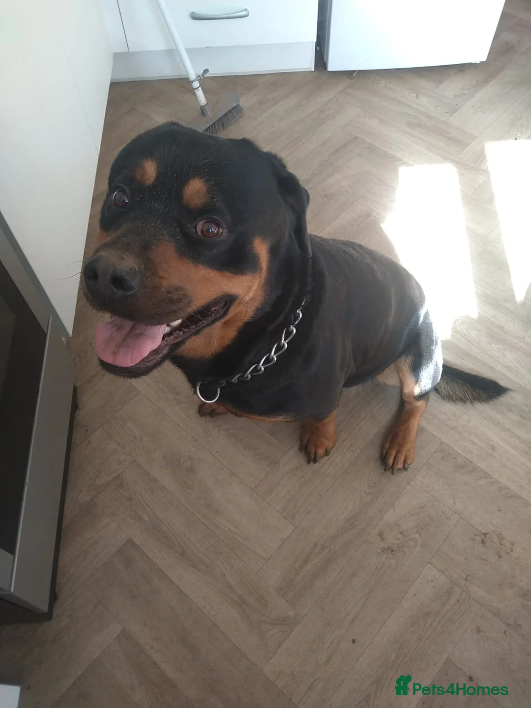 Rottweiler dogs for sale: Rehome - Advert 3