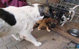 Mixed Breed dogs for adoption: Meet Little BEAR, a Lovely but naughty Boy... - Image 6
