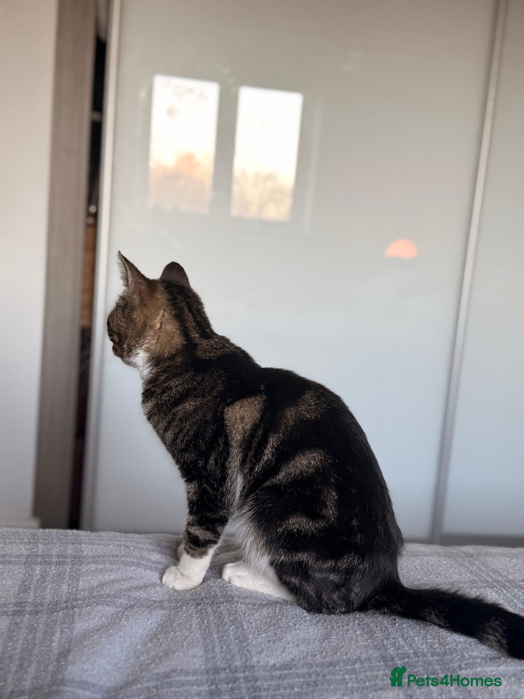 Mixed Breed cats for sale: Young tabby looking for her forever home  - Advert 7