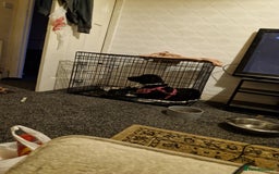 Mixed Breed dogs for sale: Saluki cross staffie 8 month female  - Image 3
