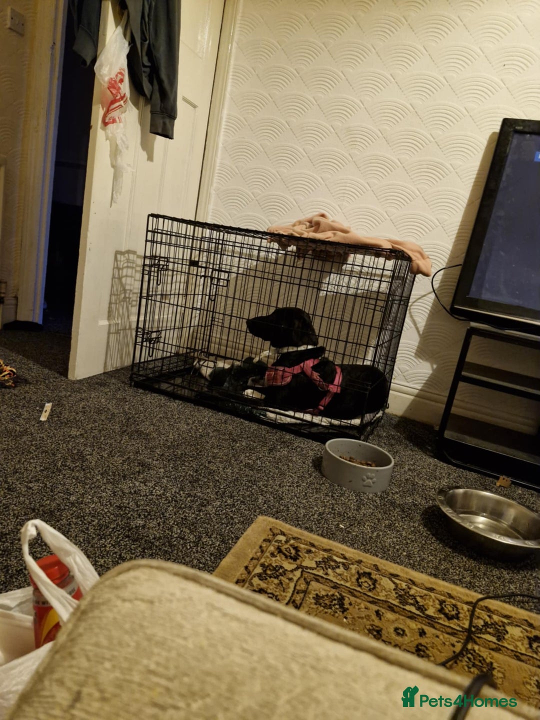 Mixed Breed dogs for sale: Saluki cross staffie 8 month female  - Image 3