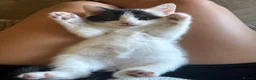 Mixed Breed cats for sale: Kittens  - Advert 15