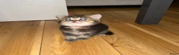 British Shorthair cats for sale: 🐾 Beautiful British Shorthair × British Long Hair in London - Advert 1