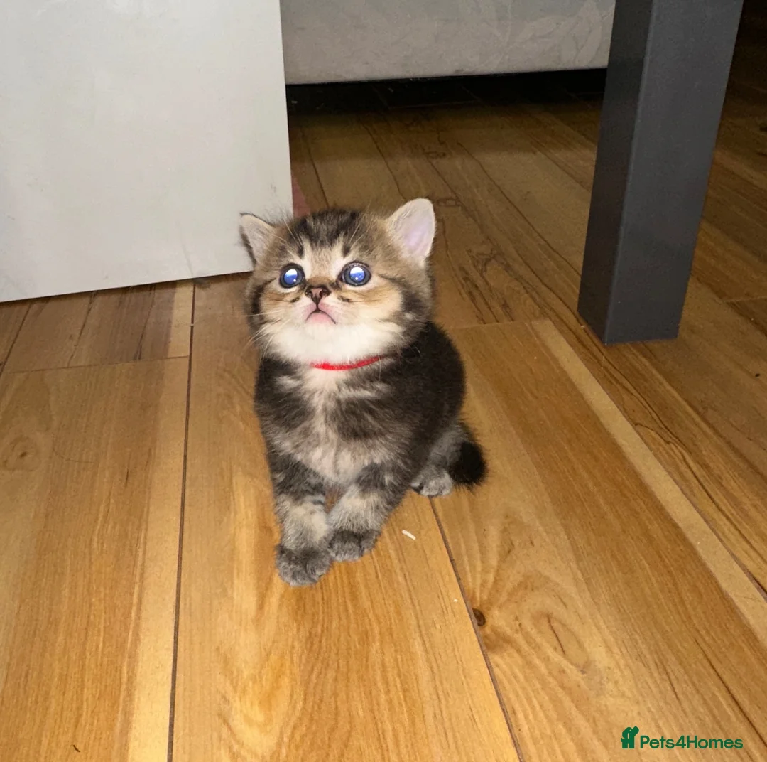 British Shorthair cats for sale: 🐾 Beautiful British Shorthair × British Long Hair in London - Advert 1