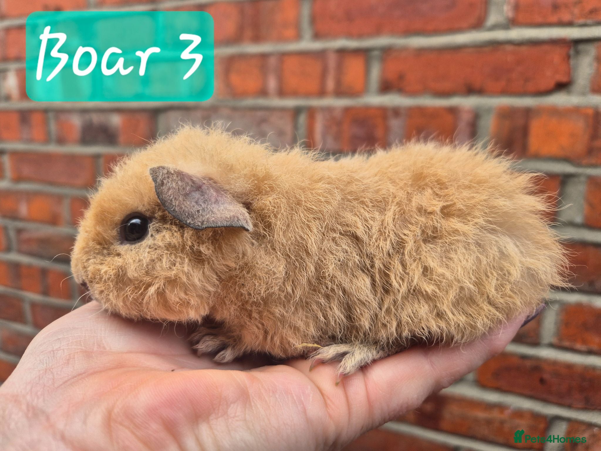 Guinea Pig rodents Ready to reserve - only boars left - Advert 9