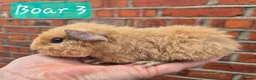 Guinea Pig rodents for sale: Ready to reserve  - Advert 3